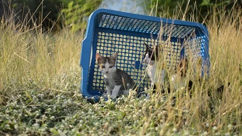 Cat  playing Stock Footage 76346106