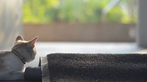 Cat  playing 스톡 동영상 76346120