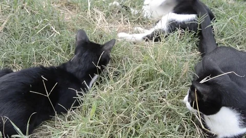 Cat  playing Stock-Footage 77858265