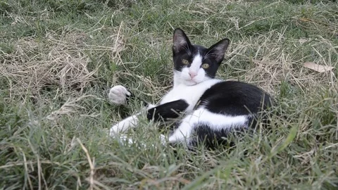 Cat  playing Stock-Footage 77858350