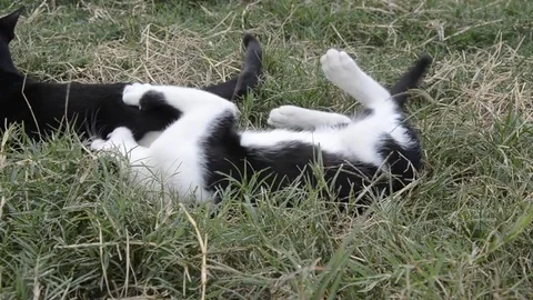 Cat  playing Video stock 77858379