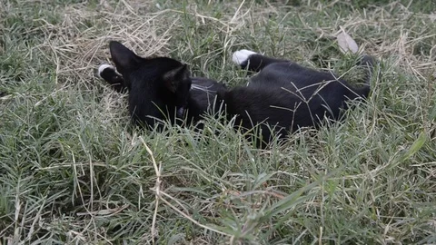 Cat  playing Stock-Footage 77858397