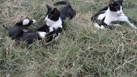 Cat  playing Stock Footage 77858405