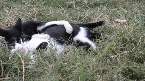 Cat  playing Stock Footage 77858416
