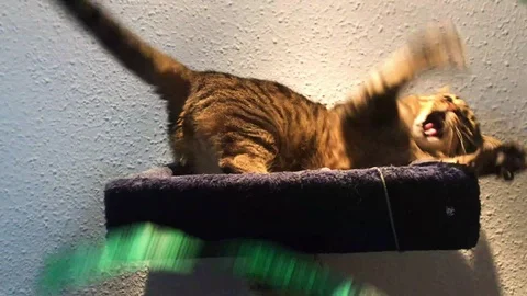 Cat Playing Stock Footage 98701785