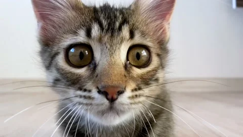 Cat is playing Stock Footage 138656643