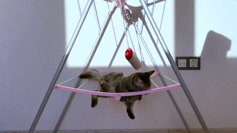 Cat is playing Stock Footage 138662803