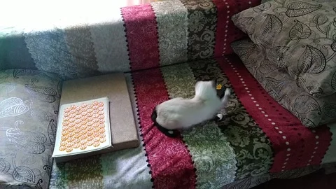 The cat is playing Stock Footage 156175367