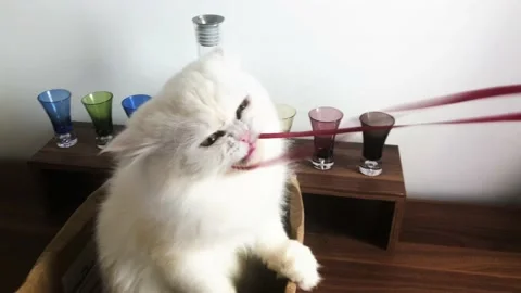 Cat Playing Stock Footage 169090867