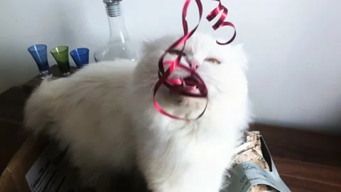 Cat Playing Stock Footage 169091223