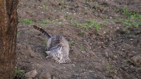 Cat playing 스톡 동영상 178101146