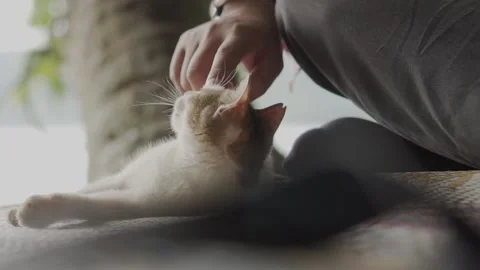 Cat playing Video stock 210612257