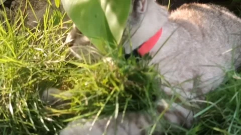 Cat playing Stockbeeldmateriaal 244108265