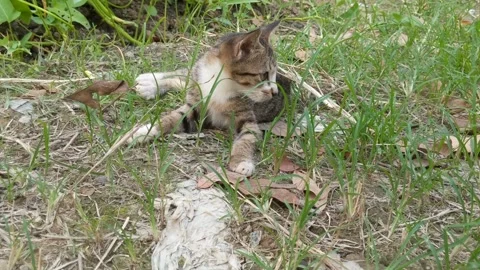 A cat playing Stock Footage 285639860