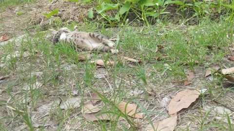 A cat playing Stock Footage 285639863