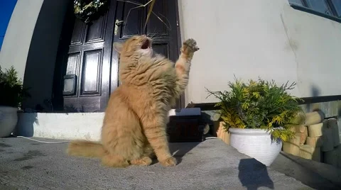 Cat playing in front of the garden in slow motion Stock Footage 45678101