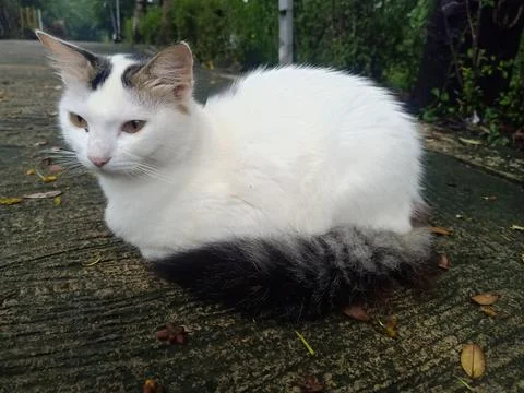 A cat playing in front of the house Foto stock