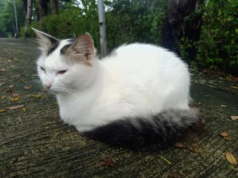 A cat playing in front of the house Foto stock