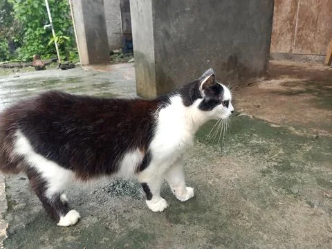 A cat playing in front of the house Stock Photos