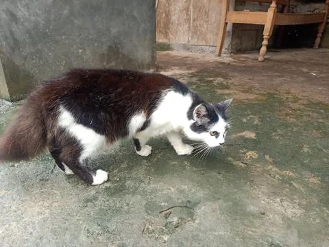 A cat playing in front of the house Stock Photos