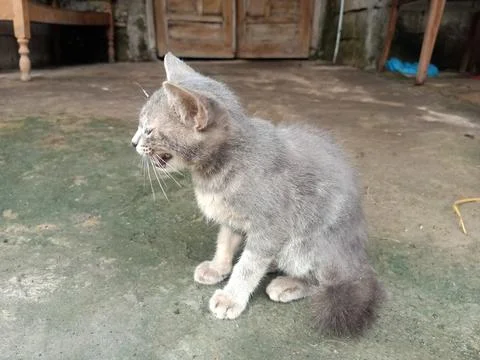 A cat playing in front of the house Stock Photos