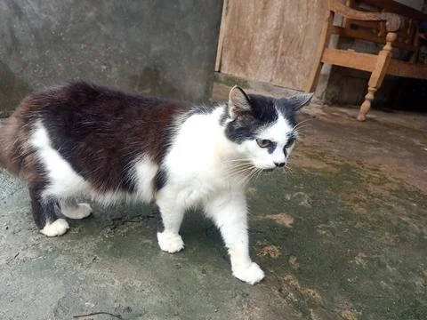 A cat playing in front of the house Foto stock