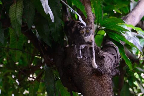 Cat playing funny on tree. Stock Photos