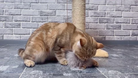 Cat playing with fur ball Video stock 165862375