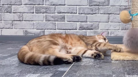 Cat playing with fur ball on gray wall background Stock Footage 167963628