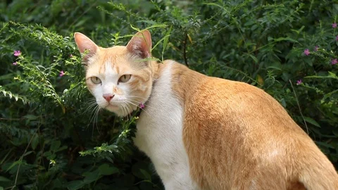A Cat playing in the garden. 스톡 동영상 129281056