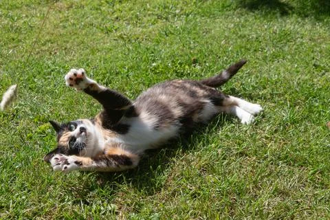 Cat playing in a garden Stock Photos