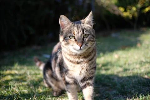 A cat playing in garden. 库存照片