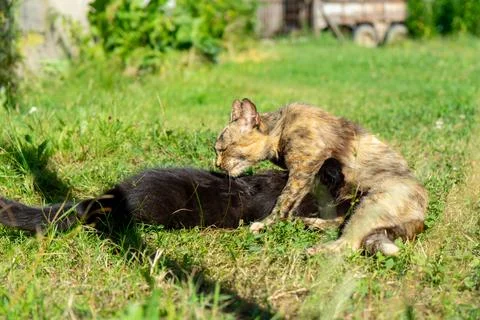 Cat playing in the garden Stock Photos