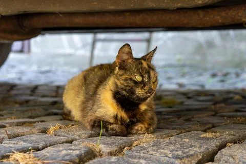 Cat playing in the garden Stock Photos