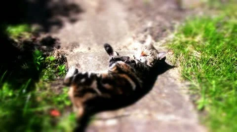 Cat playing in garden rolls on back Video stock 10823880