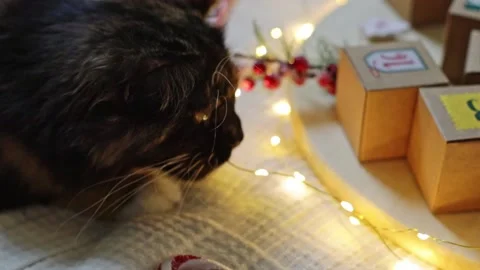 The cat is playing with a garland. Stock Footage 220042826