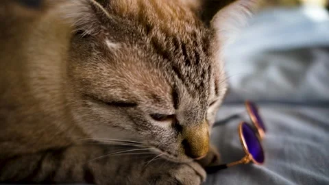 Cat playing with glasses closeup, gray and white cat on bed closeup Stock Footage 253298584
