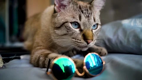 Cat playing with glasses closeup, gray and white cat on bed closeup Stock Footage 253298832