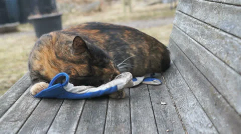 Cat playing with a glove Stock Footage 23877029