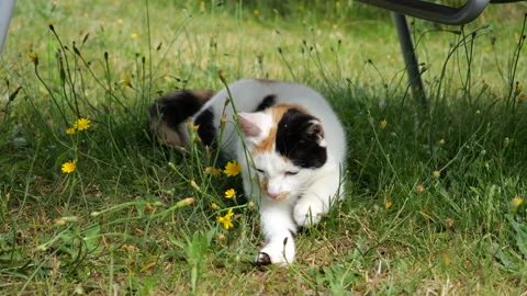 Cat Playing In Grass 2 Stock-Footage 219637947