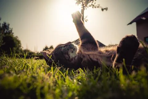 Cat playing in grass during sunset v4 Stock Photos
