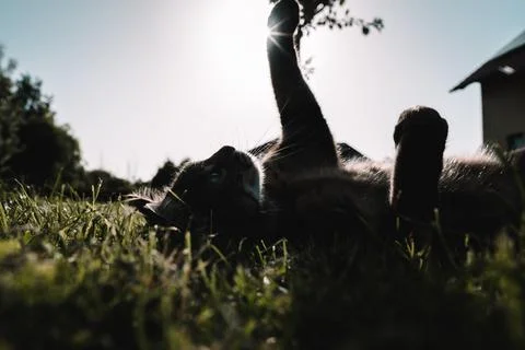Cat playing in grass during sunset v3 Stock Photos