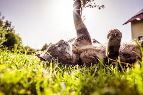 Cat playing in grass during sunset v2 Stock Photos