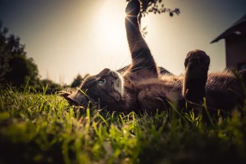 Cat playing in grass during sunset Stock Photos
