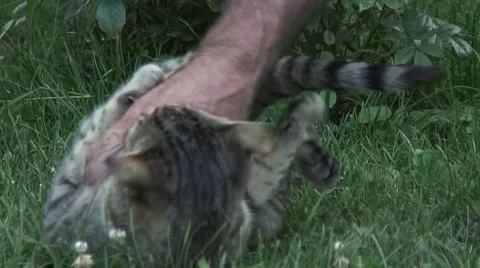 Cat playing in the grass Stockbeeldmateriaal 41066431