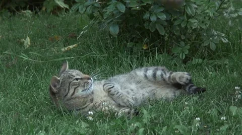 Cat playing in the grass 스톡 동영상 41066694