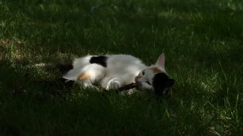 Cat Playing In Grass Stock-Footage 219637960