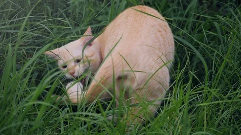 Cat playing with grass in park, slow motion Video stock 94486073