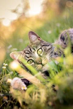 Cat playing in grass Stock Photos