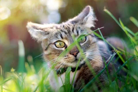 Cat playing in grass Stock Photos